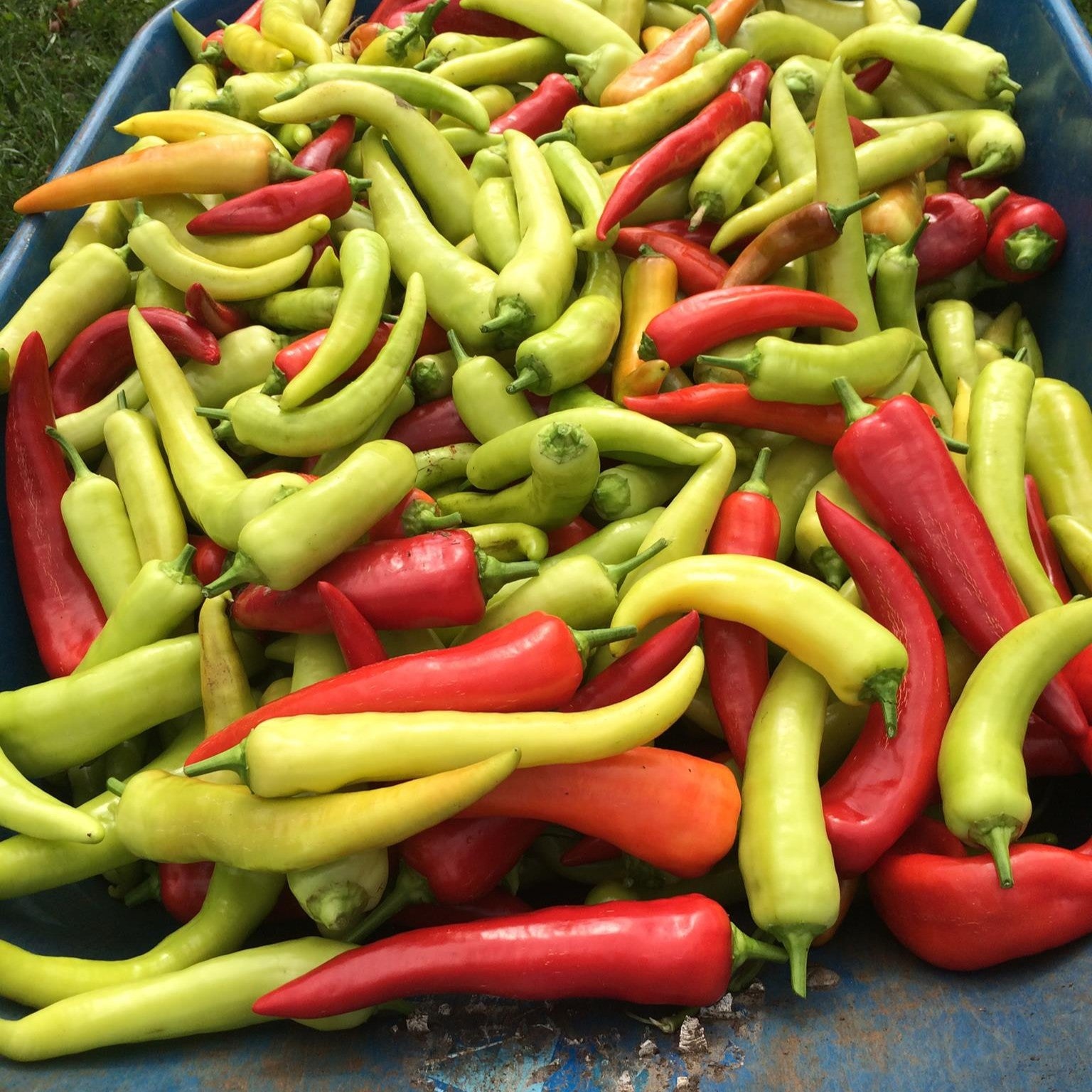 Capsicum annuum 'Inferno' ~ Inferno Banana Pepper-ServeScape