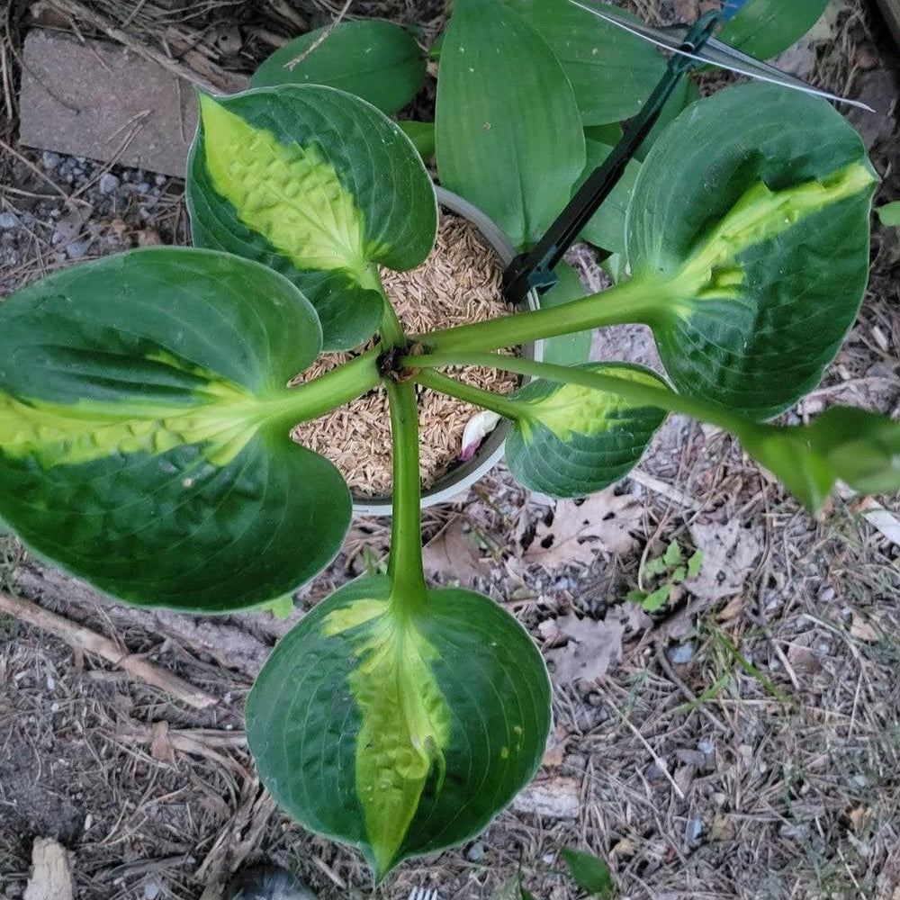 Hosta 'Pocketful of Sunshine' ~ Pocketful of Sunshine Hosta-ServeScape