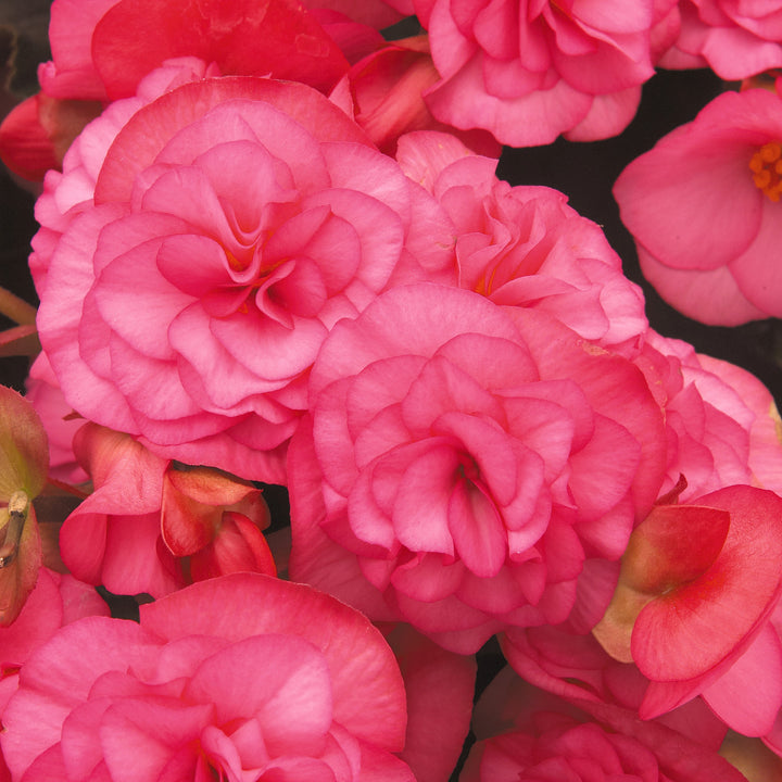 Begonia x hiemalis 'Solenia Light Pink' ~ Solenia® Light Pink Rieger Begonia-ServeScape