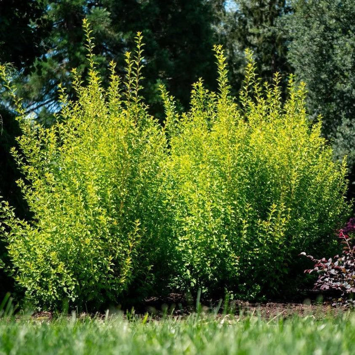 Physocarpus opulifolius 'SueCKat’ PP 35764 ~ Cougar Cub™ Ninebark-ServeScape
