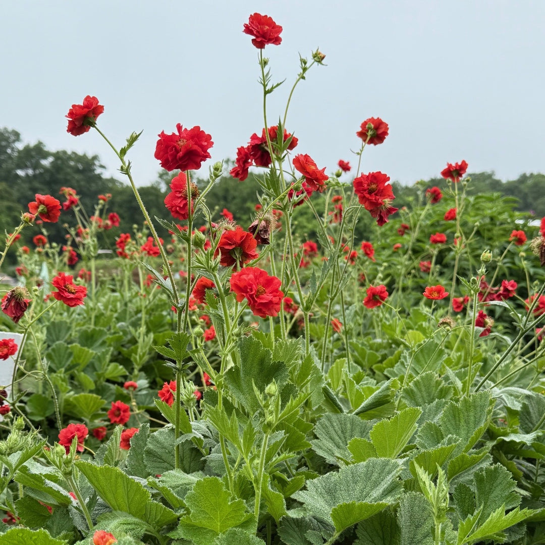 Geum 'Blazing Sunset' ~ Blazing Sunset Avens-ServeScape
