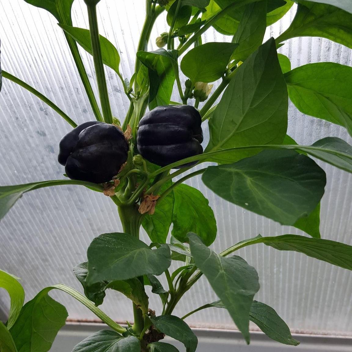 Capsicum annuum 'Midnight Dreams' ~ Midnight Dreams Bell Pepper-ServeScape