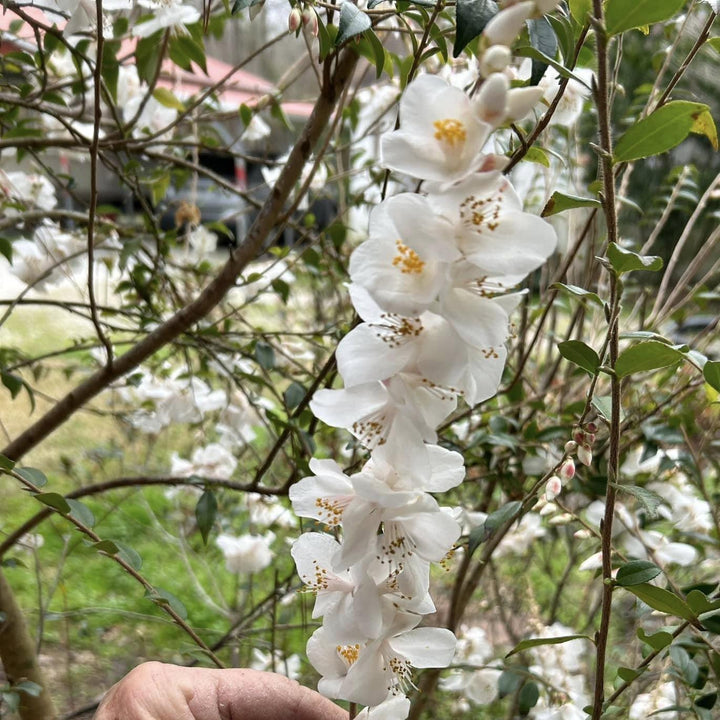Camellia handelii 'Snow Bells' ~ Snow Bells Camellia-ServeScape