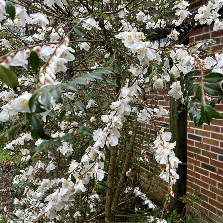 Camellia handelii 'Snow Bells' ~ Snow Bells Camellia-ServeScape