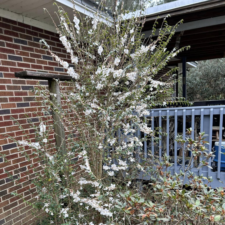Camellia handelii 'Snow Bells' ~ Snow Bells Camellia-ServeScape