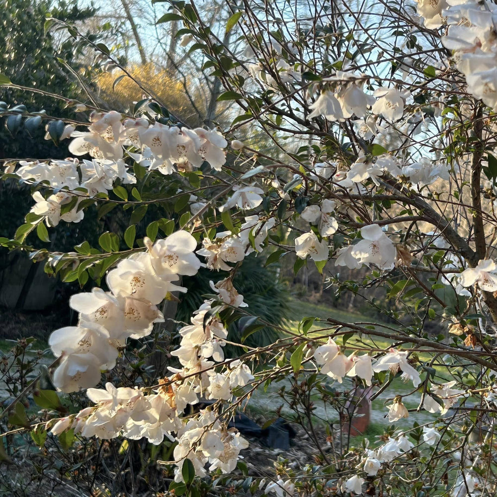Camellia handelii 'Snow Bells' ~ Snow Bells Camellia-ServeScape