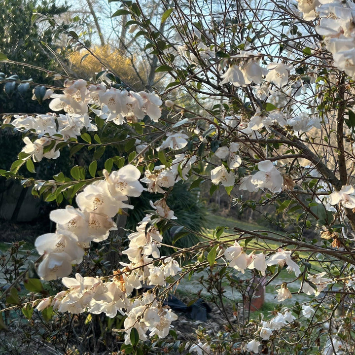 Camellia handelii 'Snow Bells' ~ Snow Bells Camellia-ServeScape