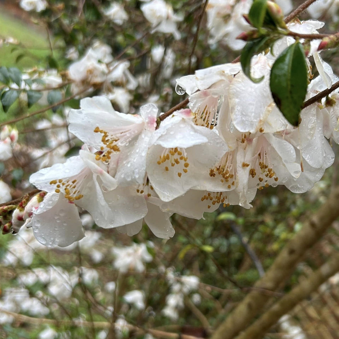 Camellia handelii 'Snow Bells' ~ Snow Bells Camellia-ServeScape