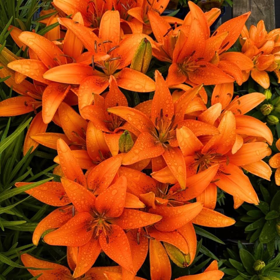 Lilium 'Tiny Heroes' ~ Tiny Heroes Asiatic Lily-ServeScape