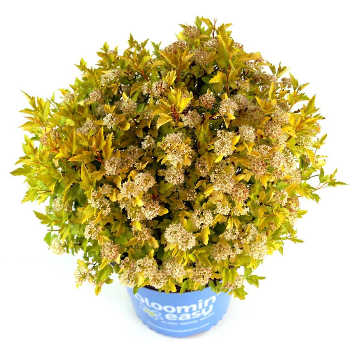 Physocarpus opulifolius 'SueCKat’ PP 35764 ~ Cougar Cub™ Ninebark-ServeScape