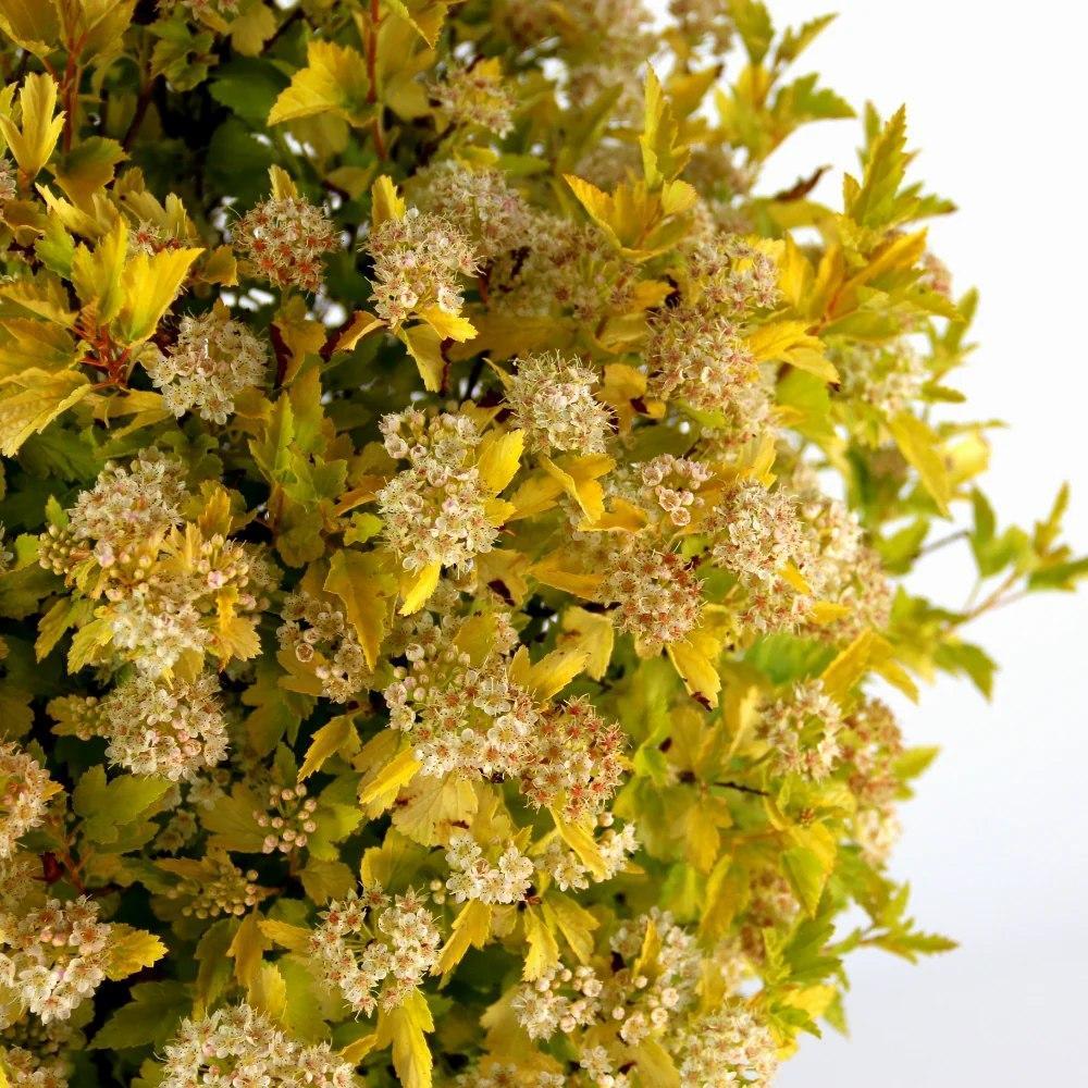 Physocarpus opulifolius 'SueCKat’ PP 35764 ~ Cougar Cub™ Ninebark-ServeScape