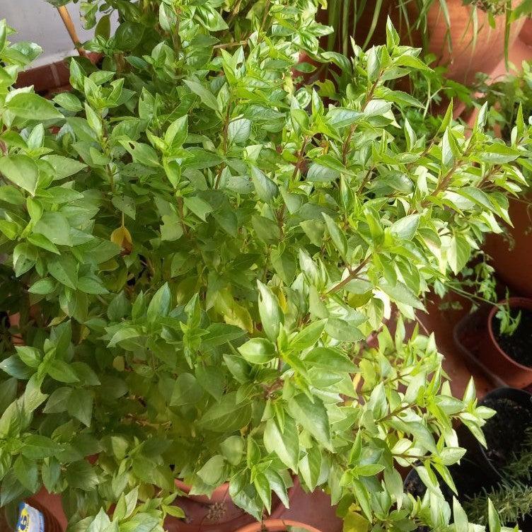 Ocimum basilicum var. thyrsiflora ~ Thai Basil-ServeScape