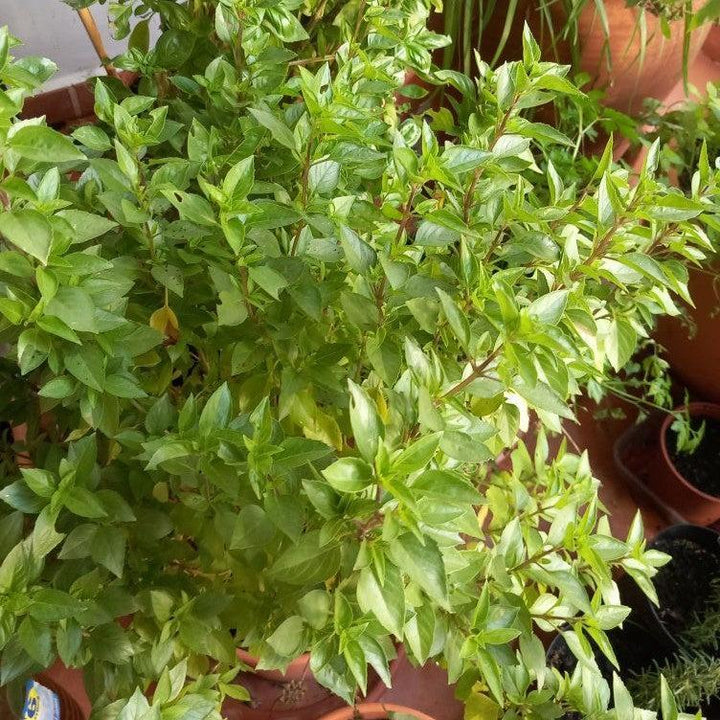 Ocimum basilicum var. thyrsiflora ~ Thai Basil-ServeScape