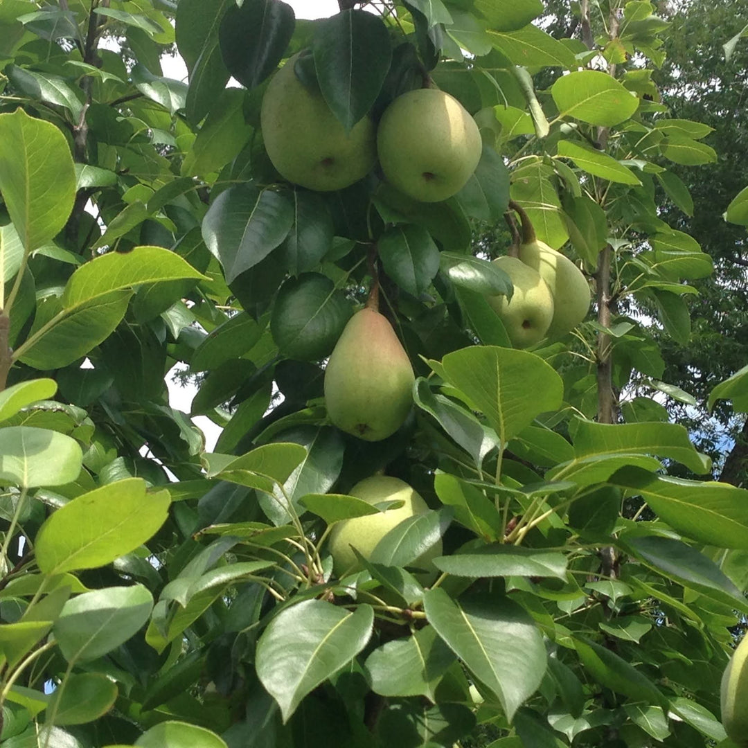 Pyrus communis x pyrifolia 'LeConte' ~ LeConte Pear-ServeScape