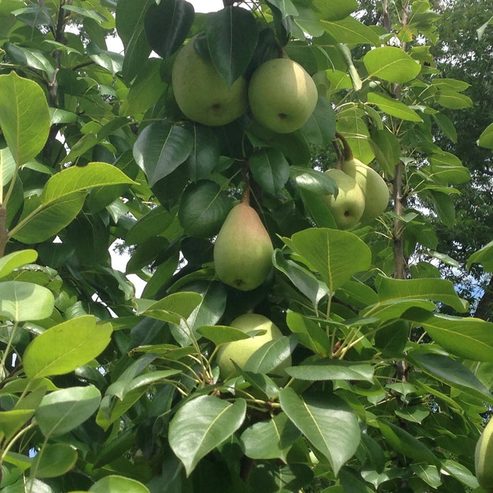 Pyrus communis x pyrifolia 'LeConte' ~ LeConte Pear-ServeScape