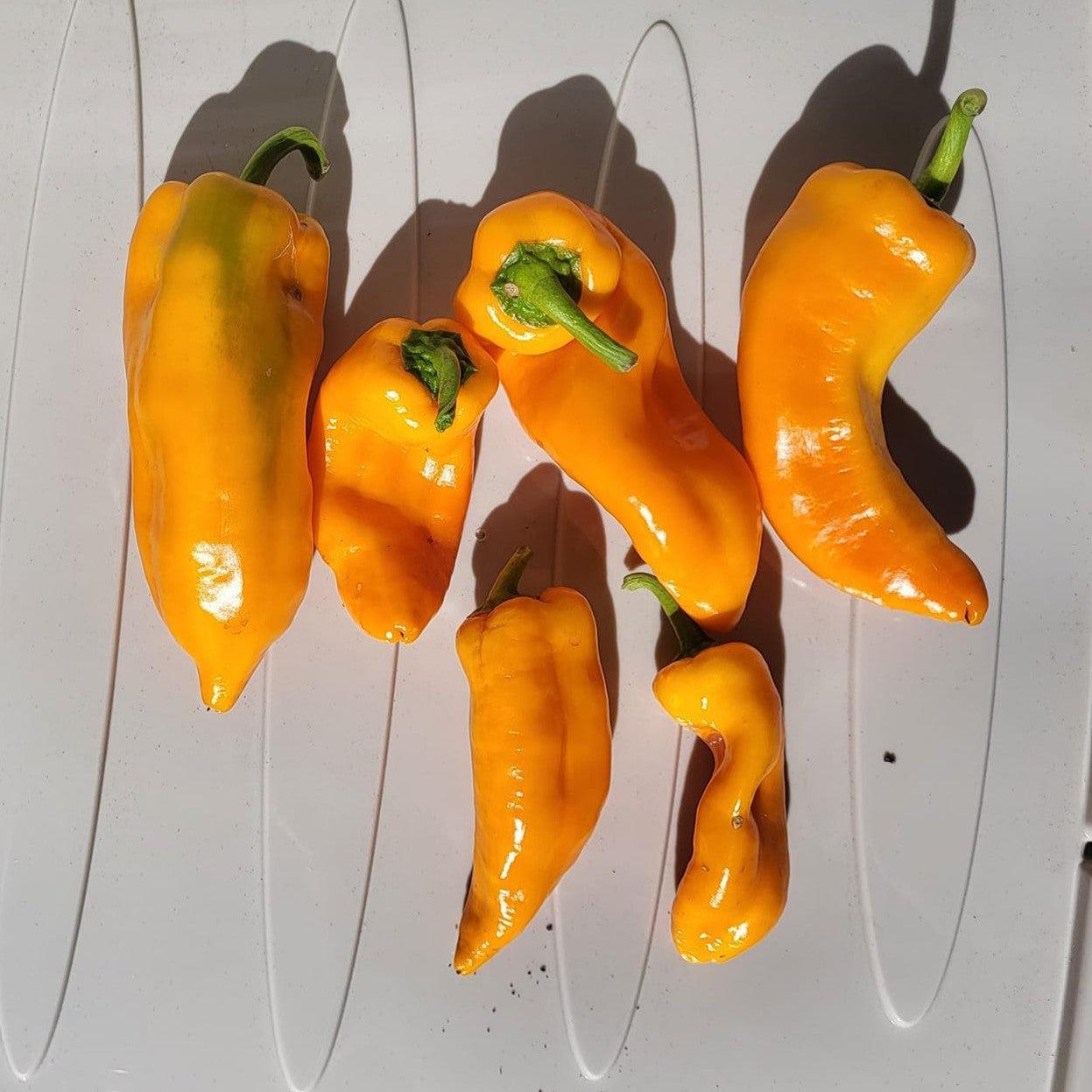 Capsicum annuum 'Cornito Giallo' ~ Cornito Giallo Sweet Pepper-ServeScape
