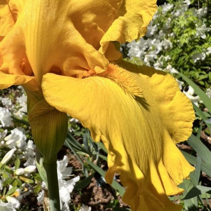 Iris germanica 'Wll Endowed' ~ Well Endowed Bearded Iris-ServeScape