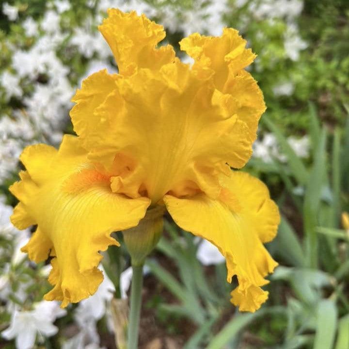 Iris germanica 'Wll Endowed' ~ Well Endowed Bearded Iris-ServeScape