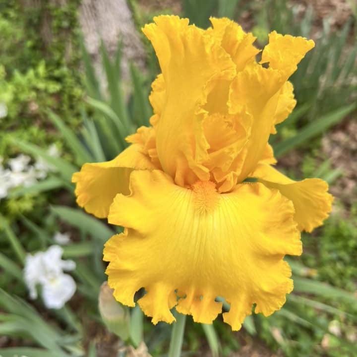 Iris germanica 'Wll Endowed' ~ Well Endowed Bearded Iris-ServeScape