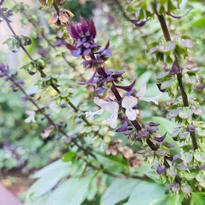 Ocimum basilicum var. thyrsiflora ~ Thai Basil-ServeScape