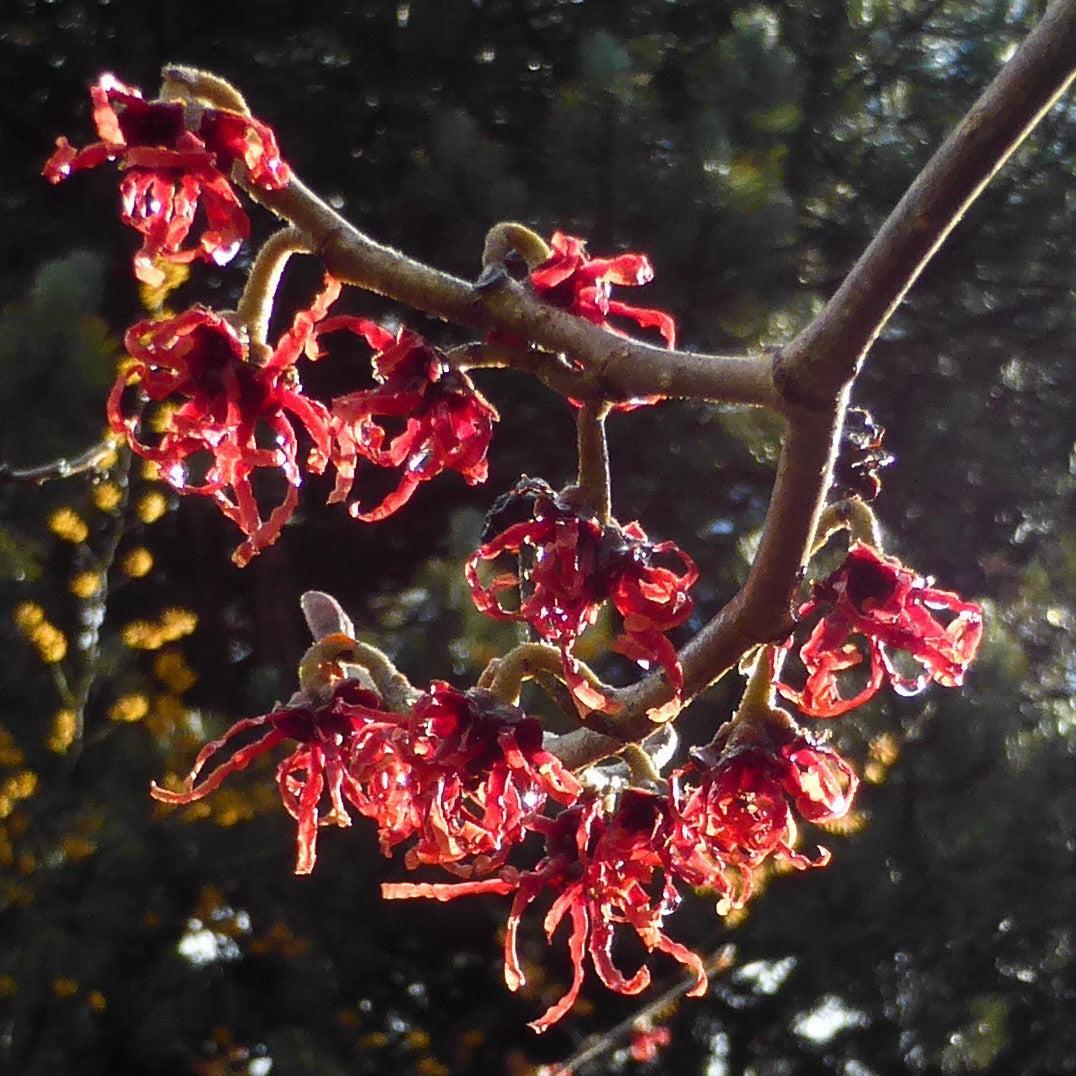 Hamamelis x intermedia 'Carmine Red' ~ Carmine Red Witch Hazel