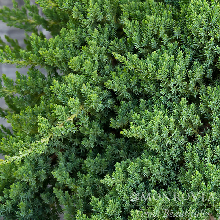 Juniperus procumbens 'Nana' ~ Monrovia® Japanese Garden Juniper-ServeScape