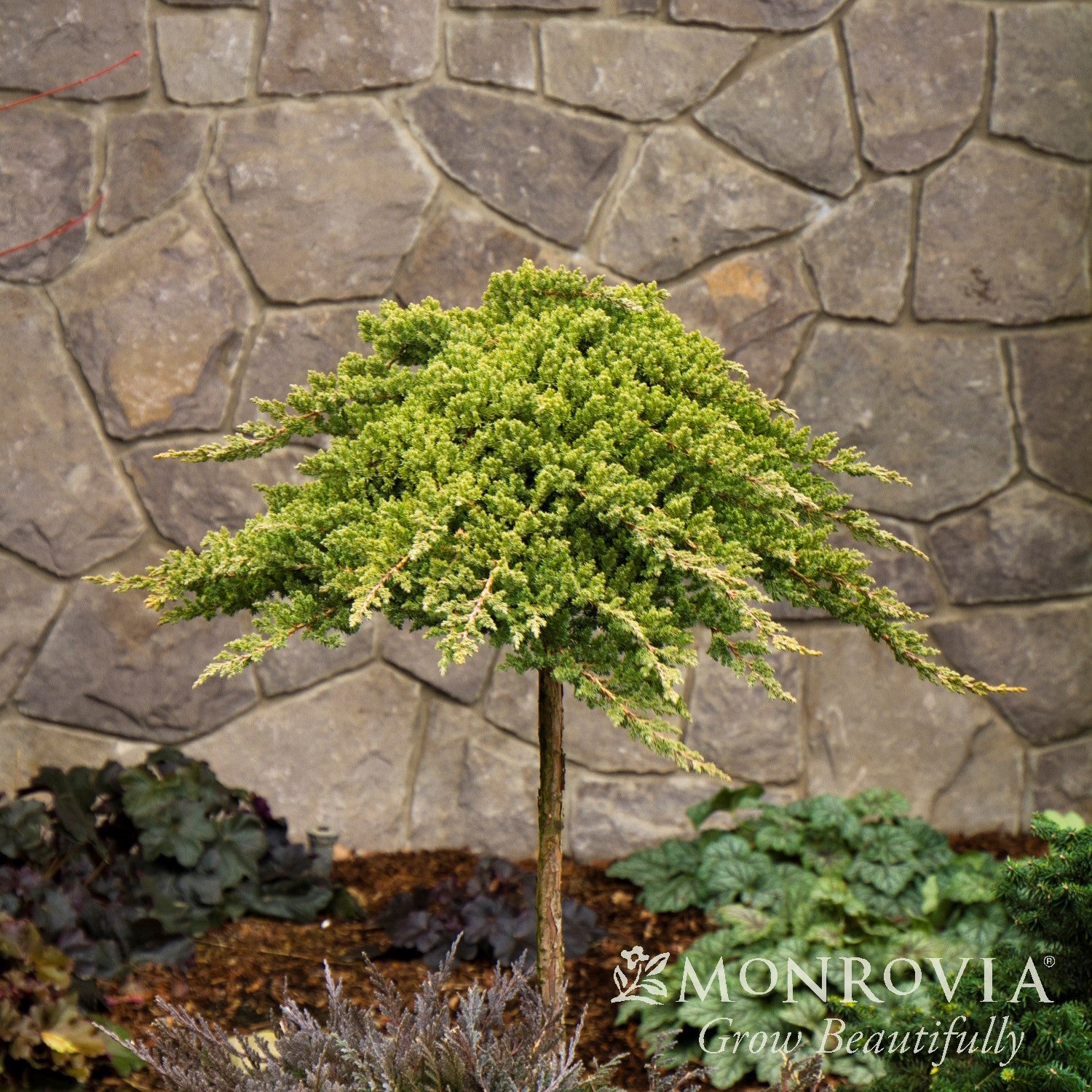 Juniperus procumbens 'Nana' ~ Monrovia® Japanese Garden Juniper-ServeScape