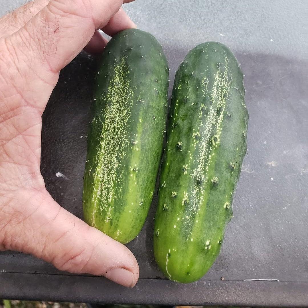 Cucumis sativus H-19 'Little Leaf' ~ Little Leaf Cucumber-ServeScape