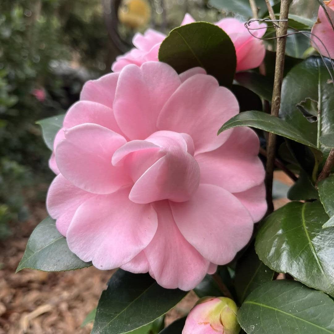 Camellia japonica 'Autumn Perfection' ~ Autumn Perfection Camellia-ServeScape