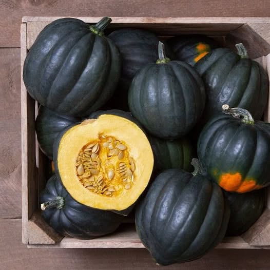 Cucurbita pepo 'TipTop PMR' ~ TipTop Acorn Squash-ServeScape