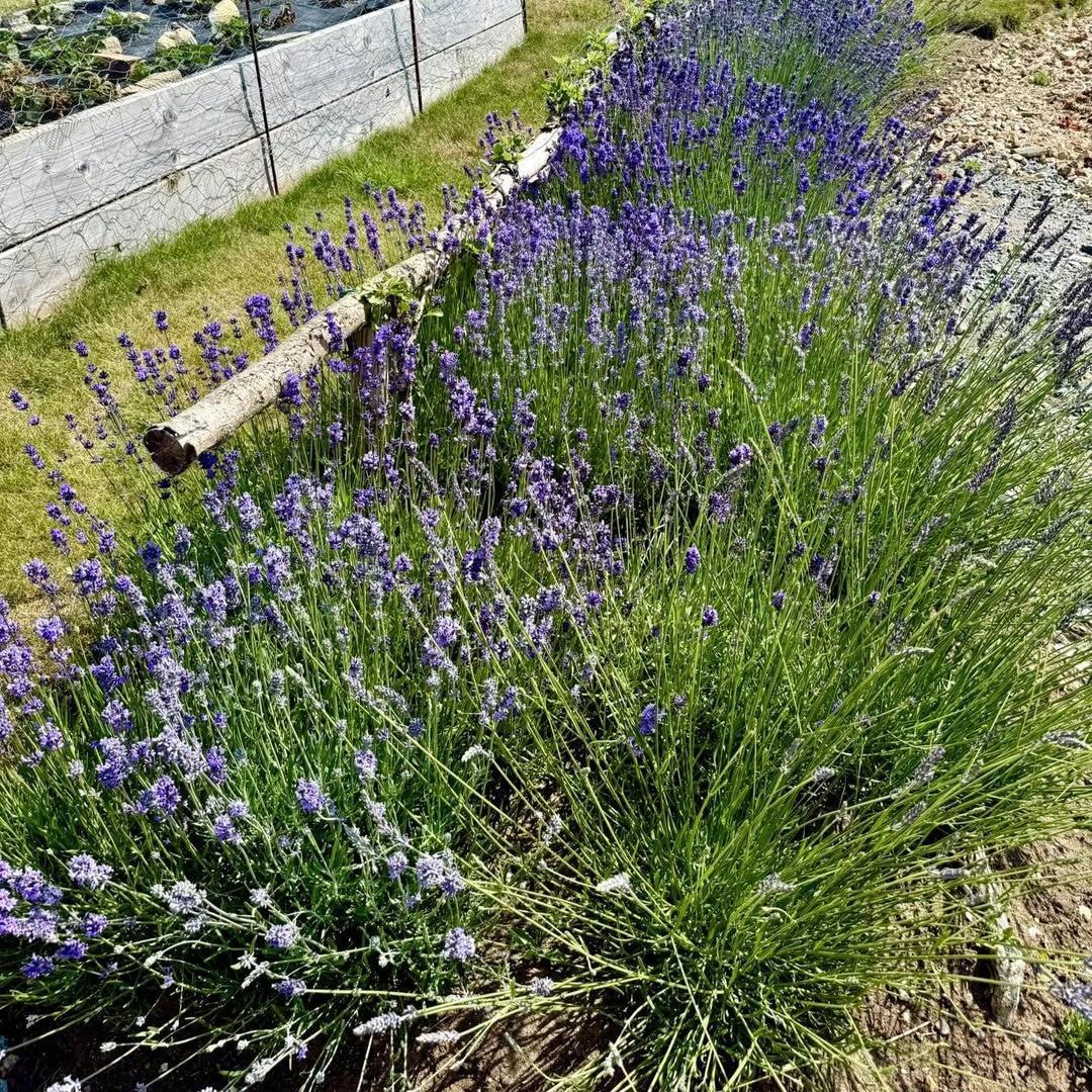 Lavandula angustifolia 'Vera' ~ Vera English Lavender-ServeScape