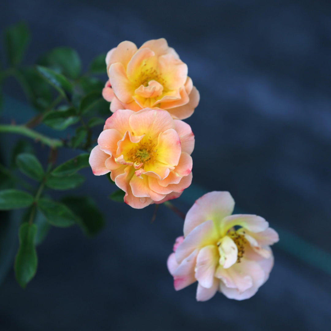 Rosa x 'NOA97400A' ~ Flower Carpet® Amber Rose-ServeScape