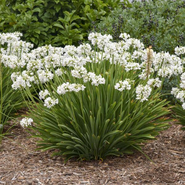 Agapanthus ‘Galaxy White’ PP31431 ~ Galaxy White™ Agapanthus-ServeScape