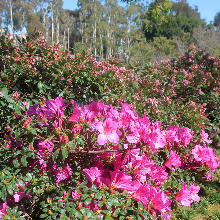 Rhododendron 'Chinsoy' ~ Chinsoy Satsuki Azalea-ServeScape