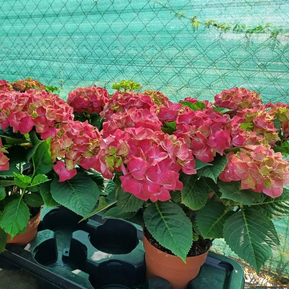 Hydrangea macrophylla 'Hitor' ~ Hi™ Tornado Hydrangea-ServeScape