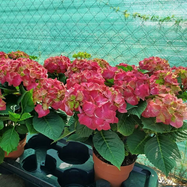 Hydrangea macrophylla 'Hitor' ~ Hi™ Tornado Hydrangea-ServeScape