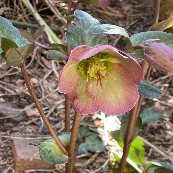 Helleborus 'EPB 25' ~ Frostkiss® Glenda's Gloss® Hellebore-ServeScape