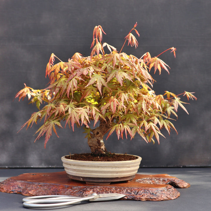 Acer palmatum 'Katsura' ~ Katsura Japanese Maple-ServeScape