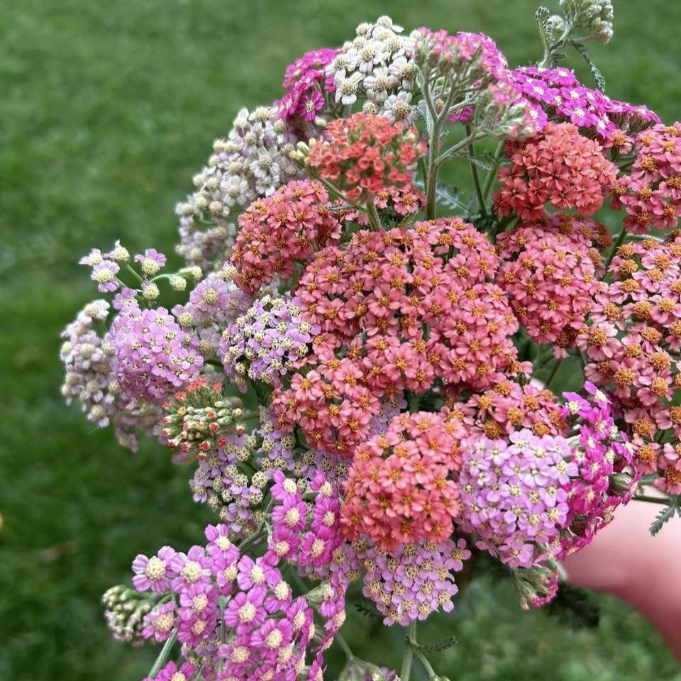 Achillea millefolium 'Summer Pastels' ~ Summer Pastels Yarrow-ServeScape