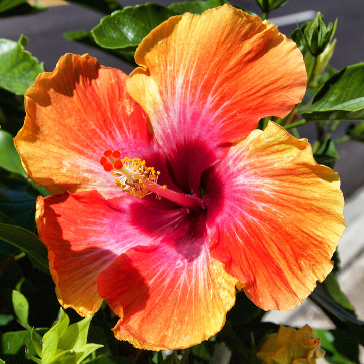 Hibiscus rosa-sinensis 'Fiesta' ~ Fiesta Hibiscus-ServeScape