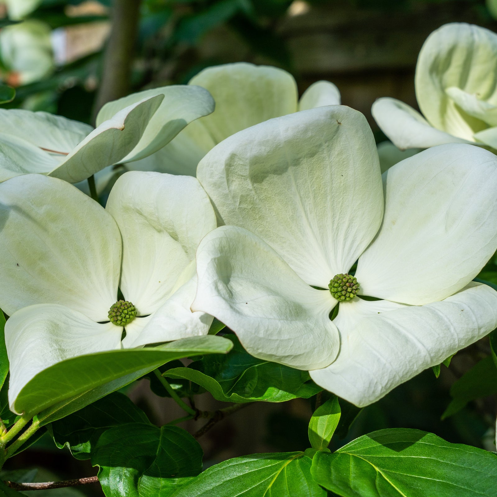 Cornus x 'KN30-8' ~ Venus® Dogwood-ServeScape