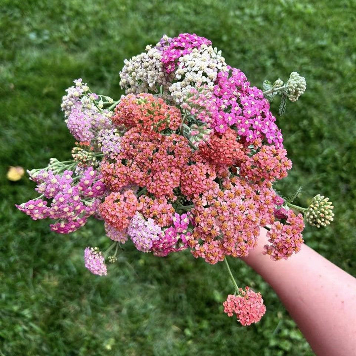 Achillea millefolium 'Summer Pastels' ~ Summer Pastels Yarrow-ServeScape