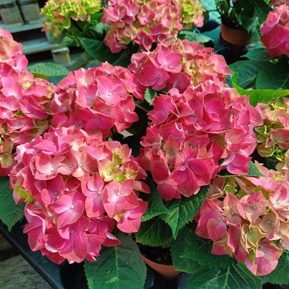 Hydrangea macrophylla 'Hitor' ~ Hi™ Tornado Hydrangea-ServeScape