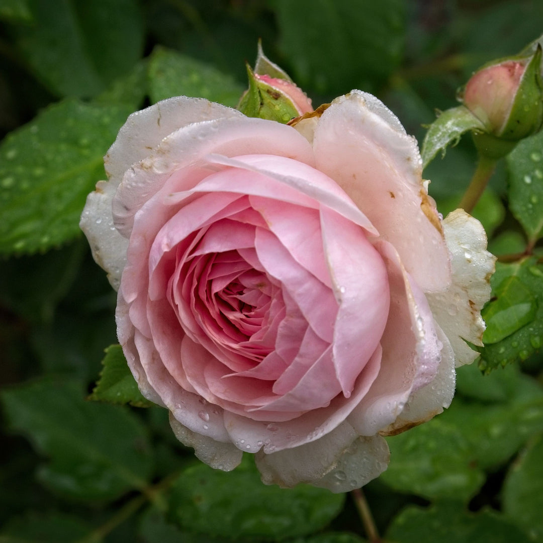 Rosa 'AUSmixture' ~ Olivia™ Rose-ServeScape
