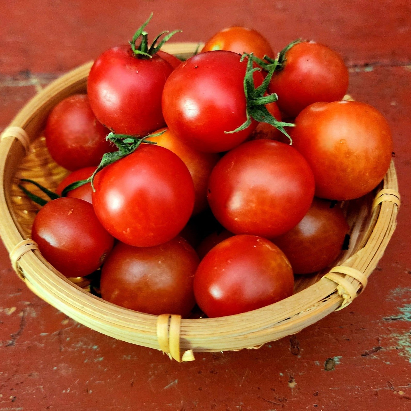Solanum lycopersicum 'Tumbling Tom Red' ~ Tumbling Tom Red Tomato-ServeScape