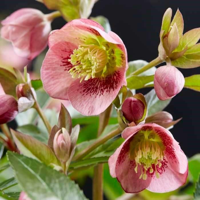 Helleborus x hybridus JWLS ‘Dacaya’ ~ Dacaya Lenten Rose-ServeScape