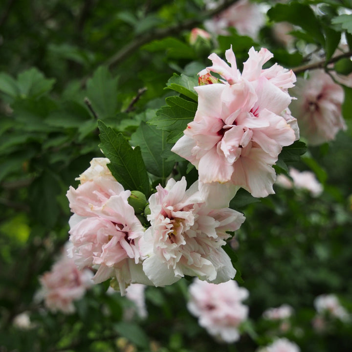 Hibiscus syriacus 'Blushing Bride' ~ Blushing Bride Hibiscus-ServeScape