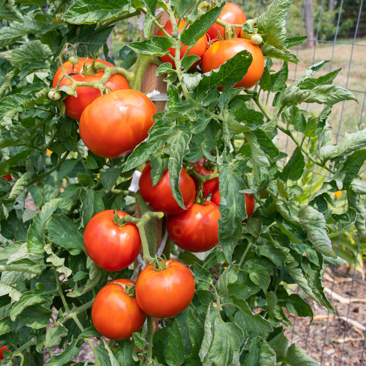 Solanum lycopersicum 'Big Beef' ~ Big Beef Tomato-ServeScape