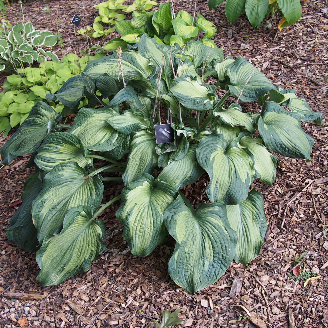 Hosta x 'Vulcan' ~ Vulcan Hosta-ServeScape