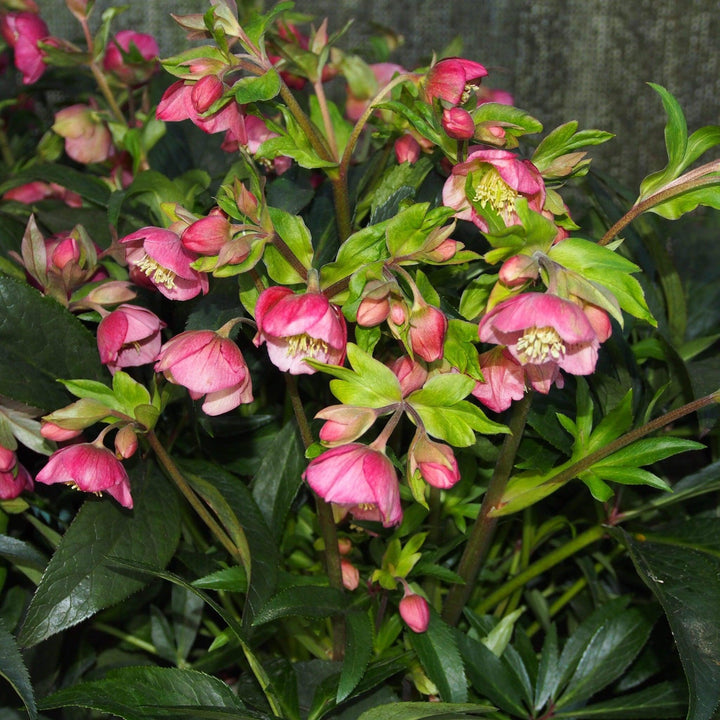 Helleborus x hybridus JWLS ‘Dacaya’ ~ Dacaya Lenten Rose-ServeScape